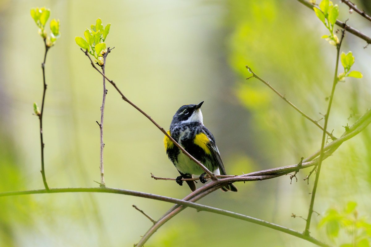 Yellow-rumped Warbler