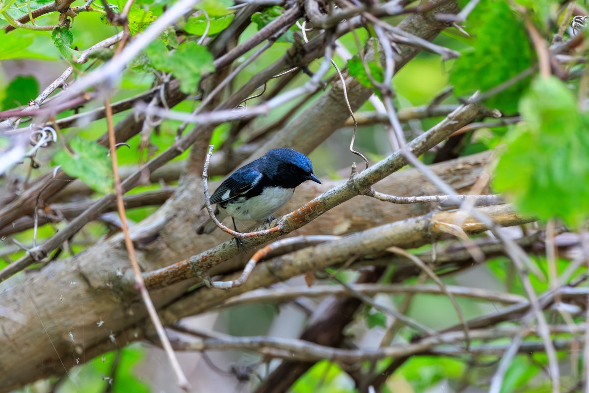 Black-throated Blue Warbler
