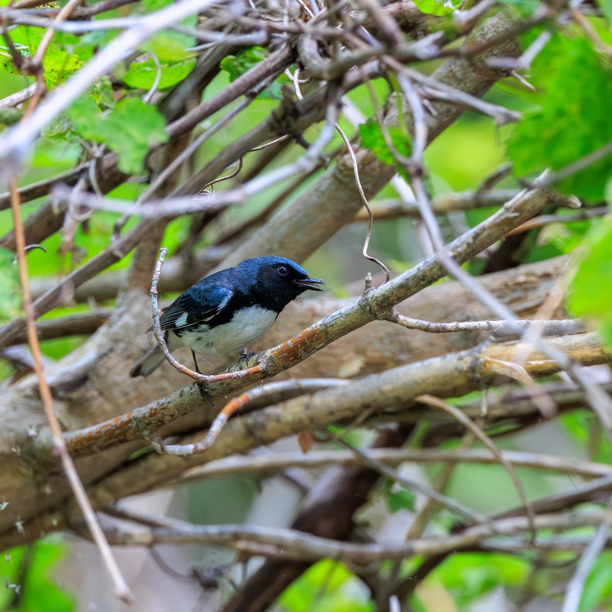 Black-throated Blue Warbler