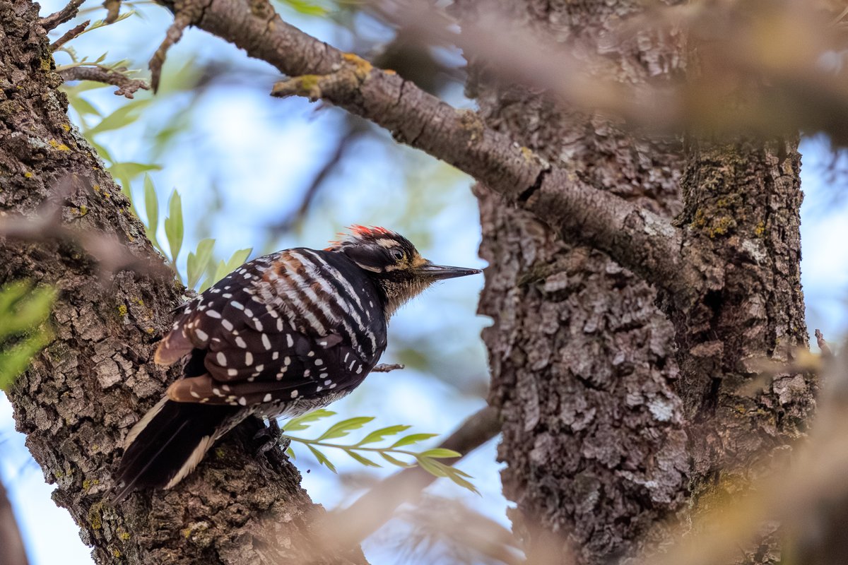 Nuttall's Woodpecker