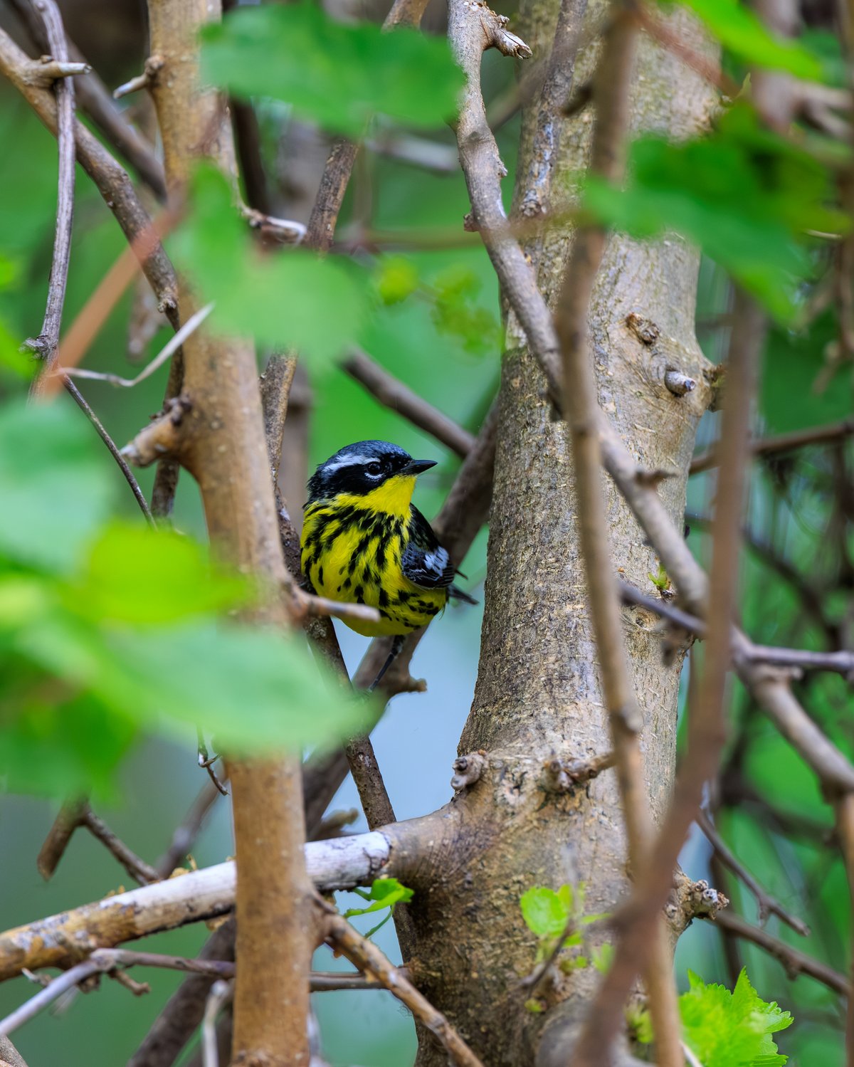 Magnolia Warbler