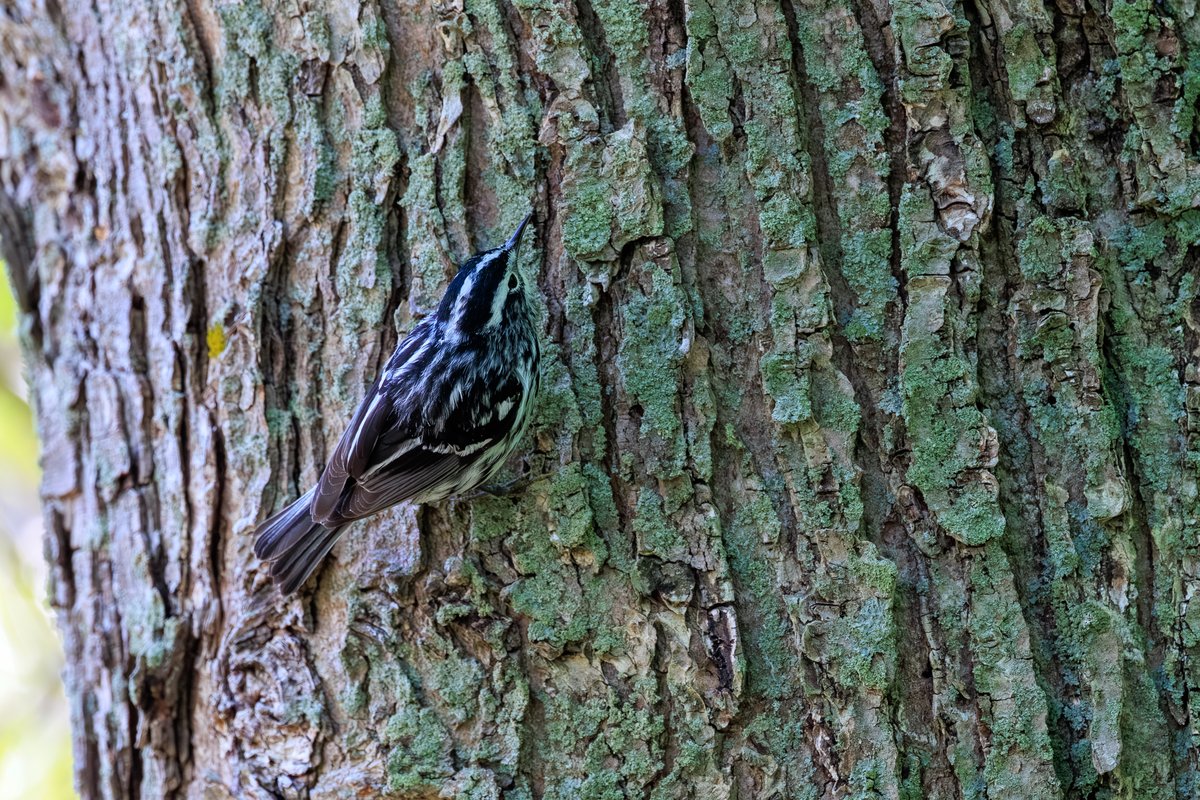Black-and-white Warbler