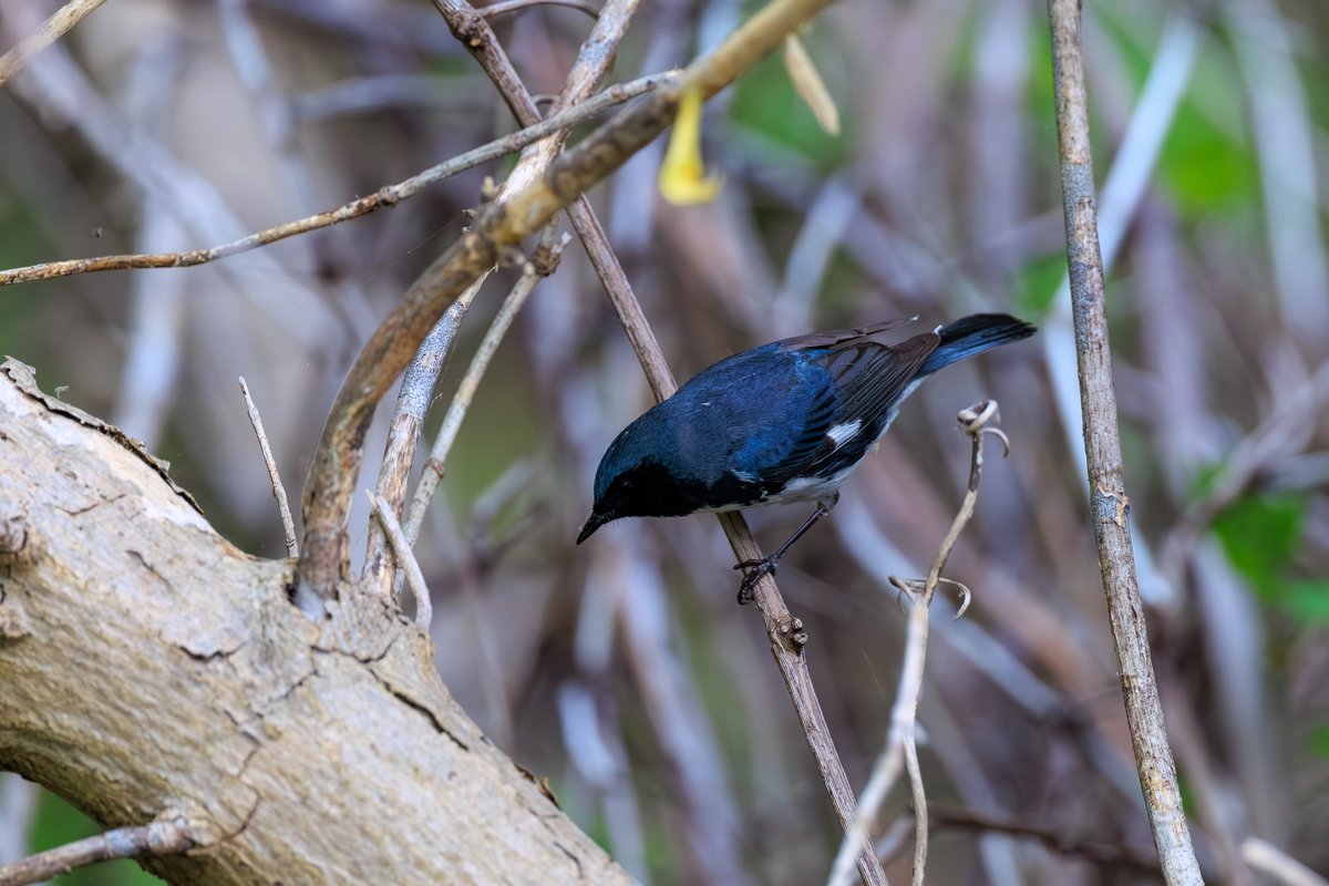 Black-throated Blue Warbler