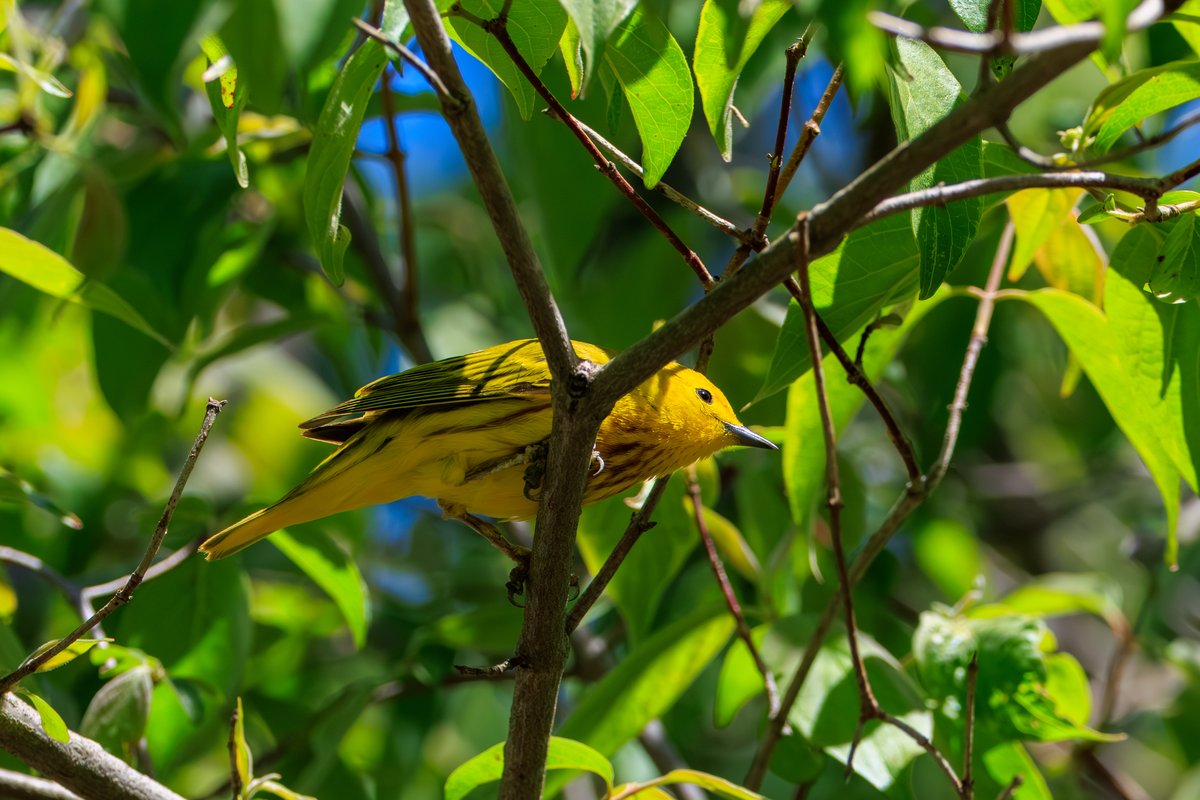 Northern Yellow Warbler