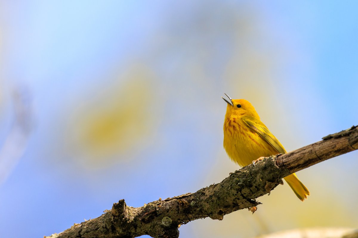 Northern Yellow Warbler