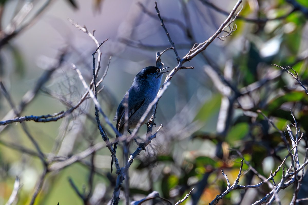California Gnatcatcher