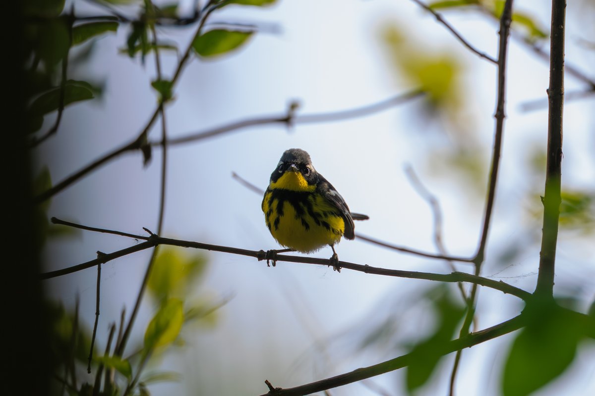Magnolia Warbler