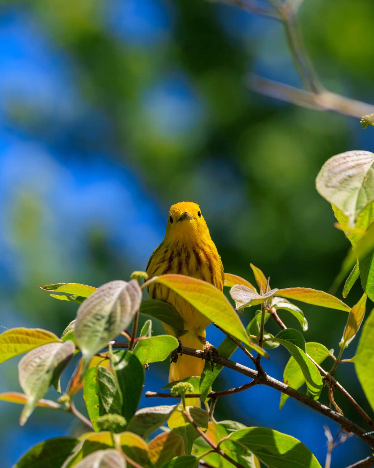 Northern Yellow Warbler