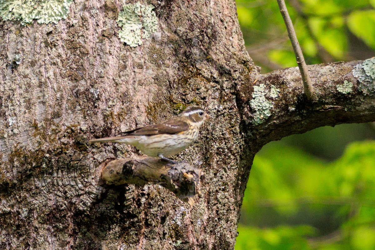 Rose-breasted Grosbeak