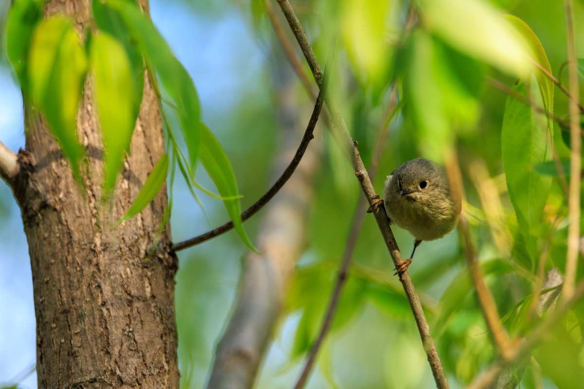 Ruby-crowned Kinglet