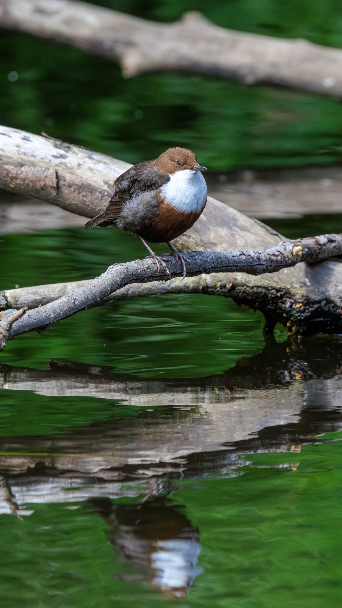 White-throated Dipper
