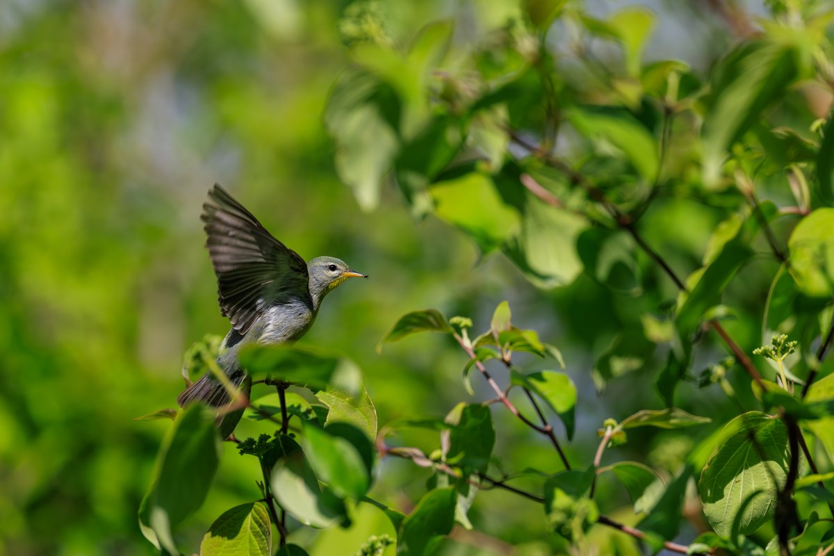 Northern Parula