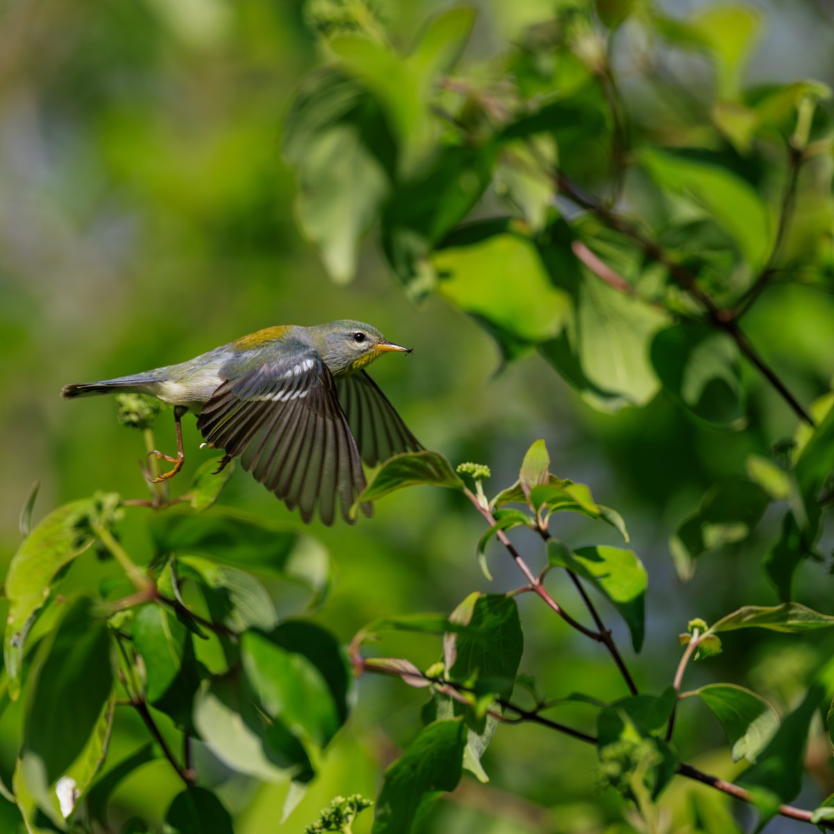 Northern Parula