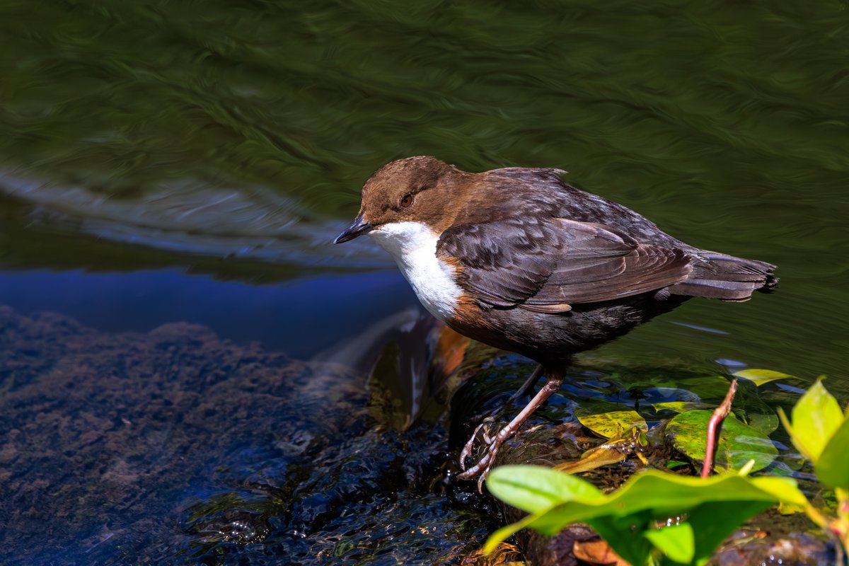 White-throated Dipper