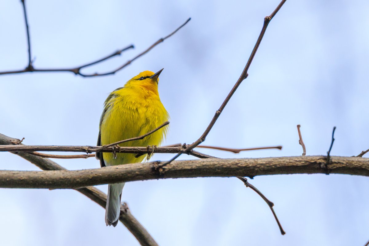 Blue-winged Warbler