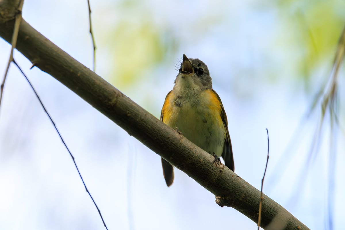 American Redstart