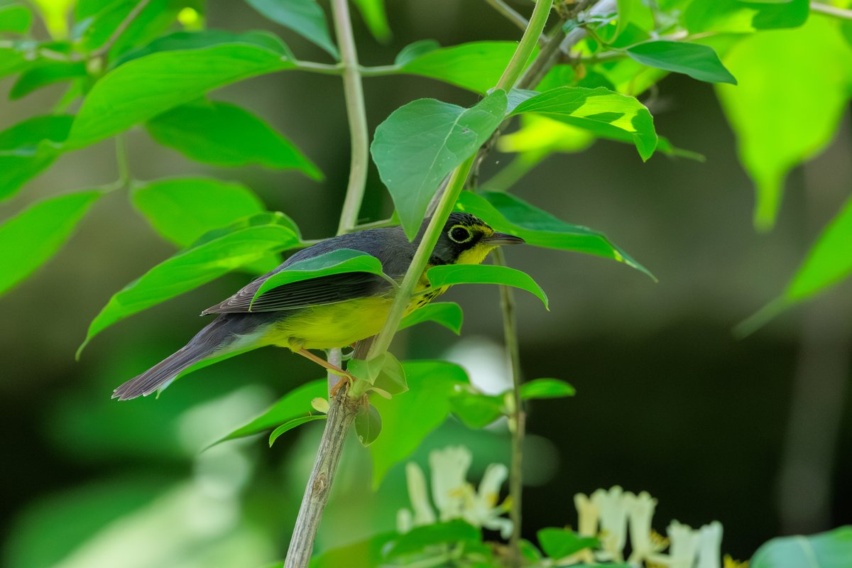 Canada Warbler