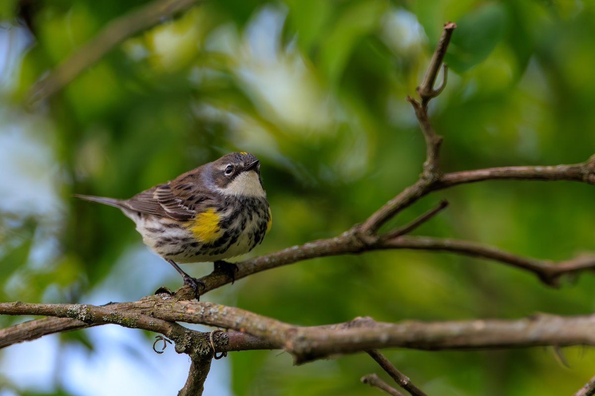 Yellow-rumped Warbler