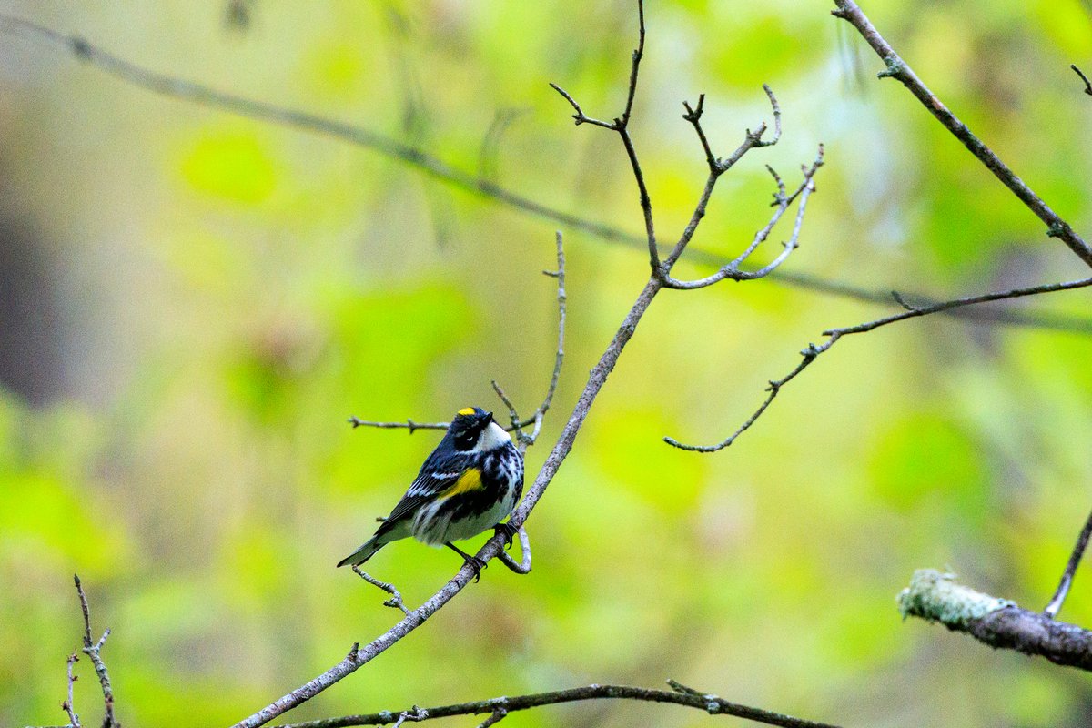 Yellow-rumped Warbler