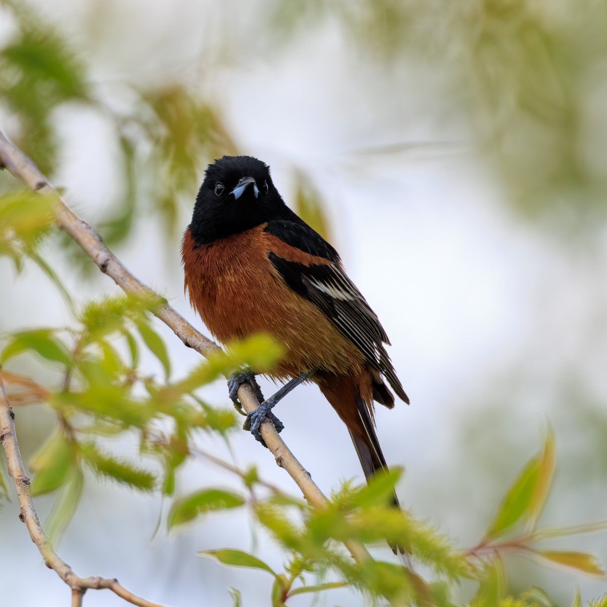 Orchard Oriole
