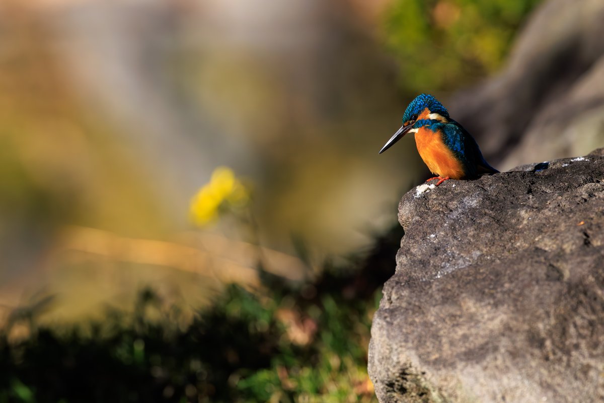 Common Kingfisher
