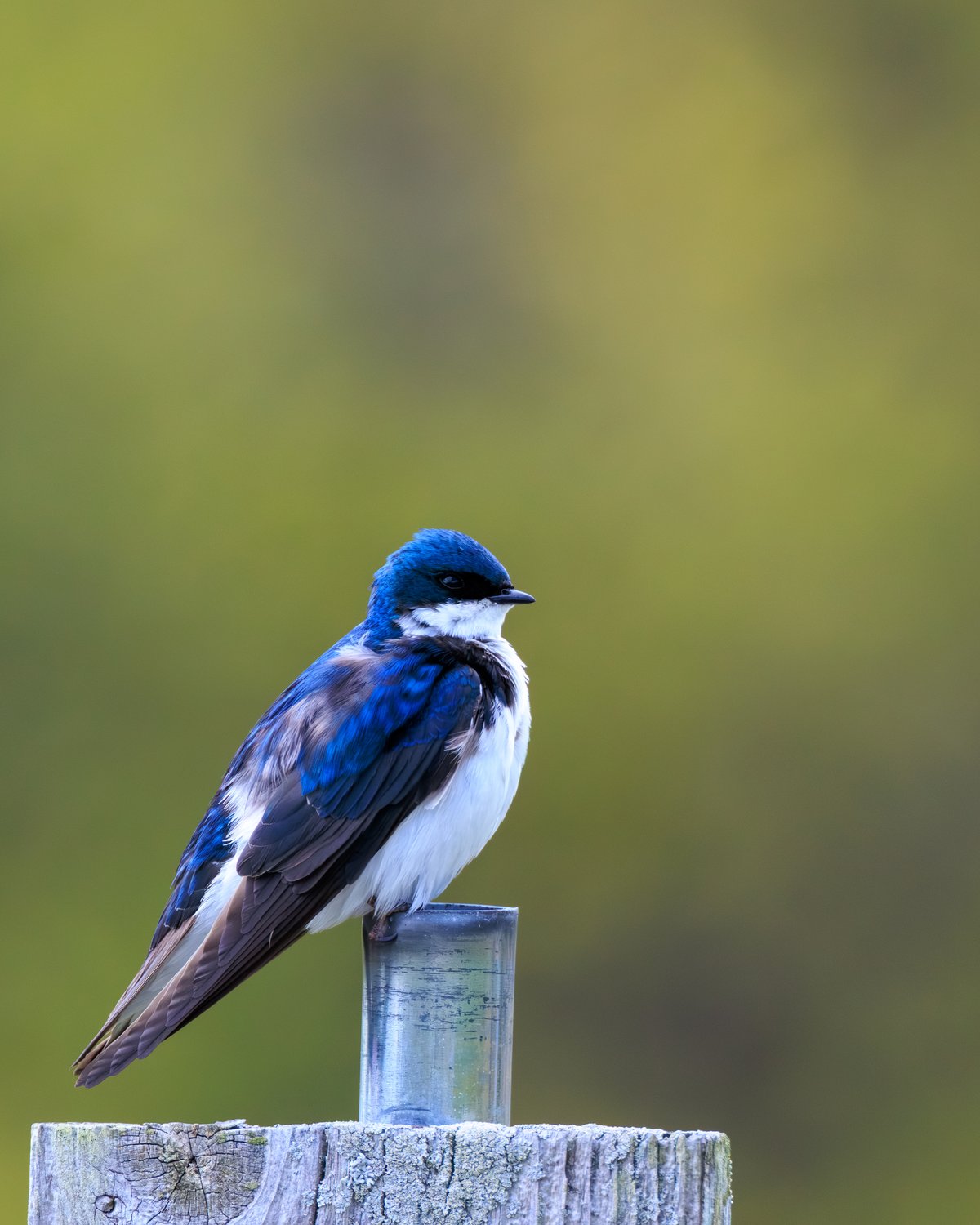 Tree Swallow