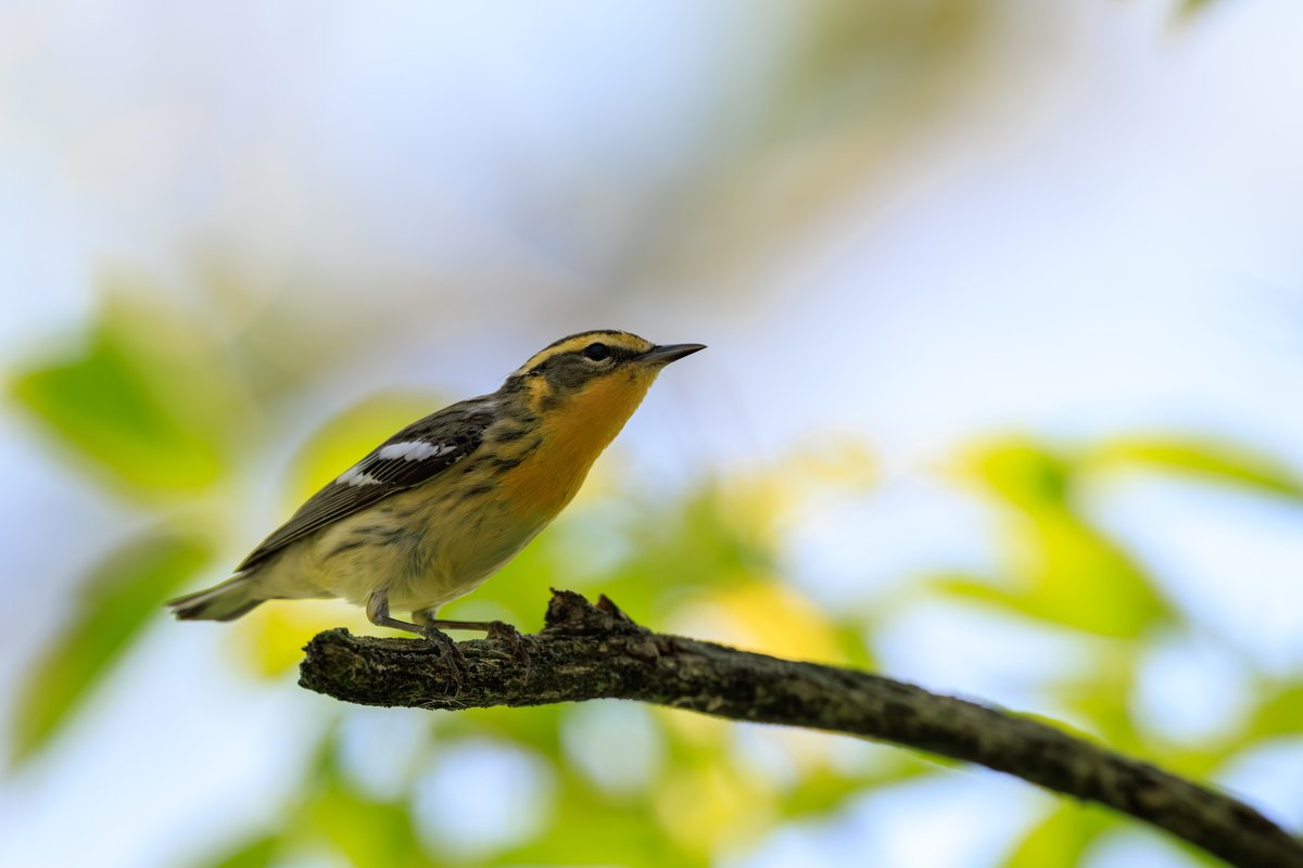 Blackburnian Warbler