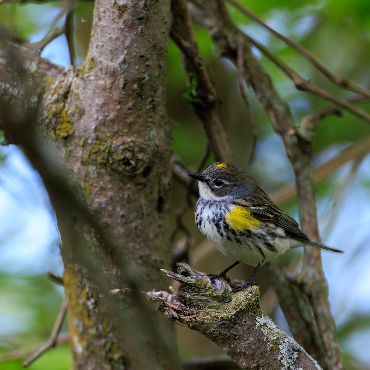 Yellow-rumped Warbler