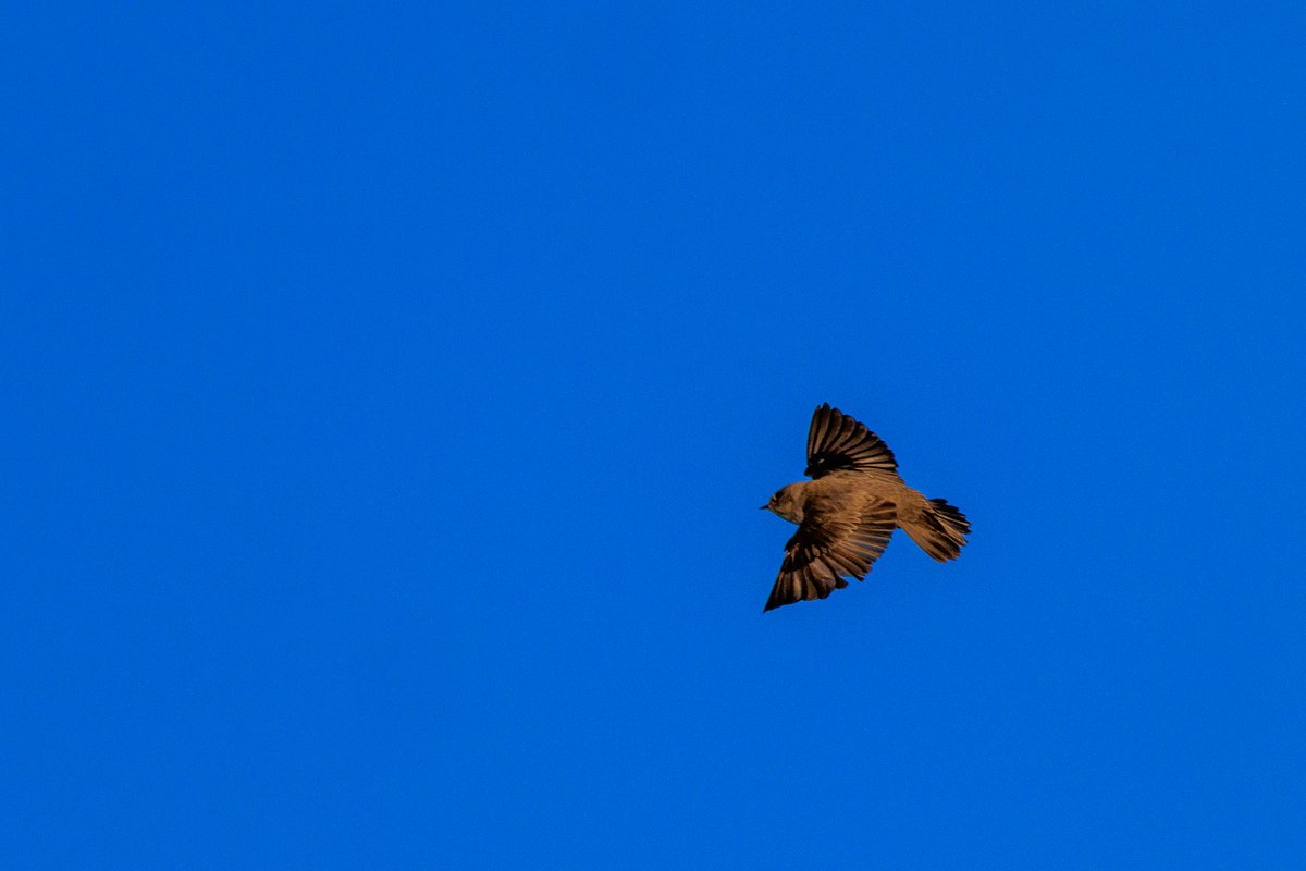 Northern Rough-winged Swallow