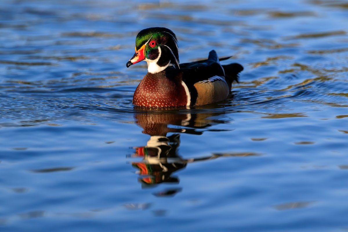 Wood Duck