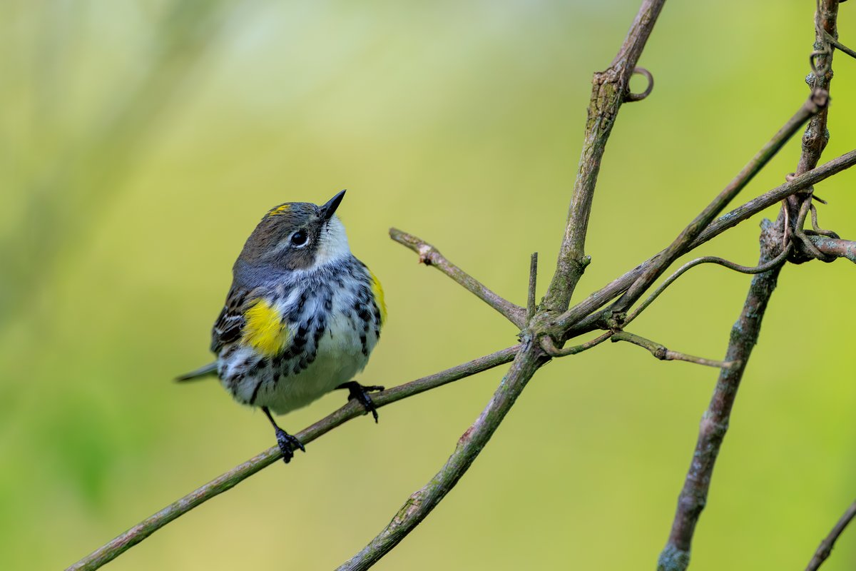 Yellow-rumped Warbler