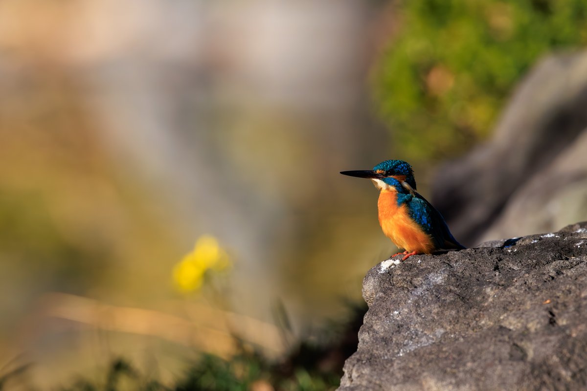 Common Kingfisher