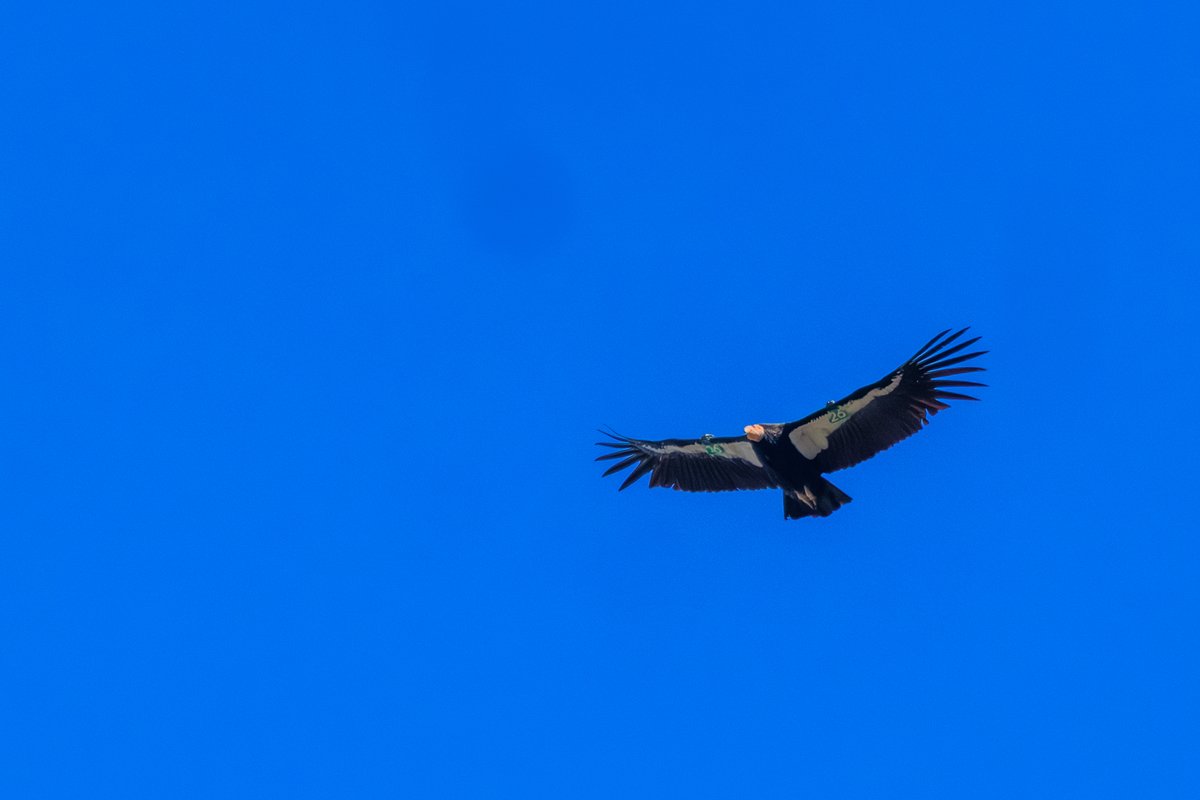 California Condor
