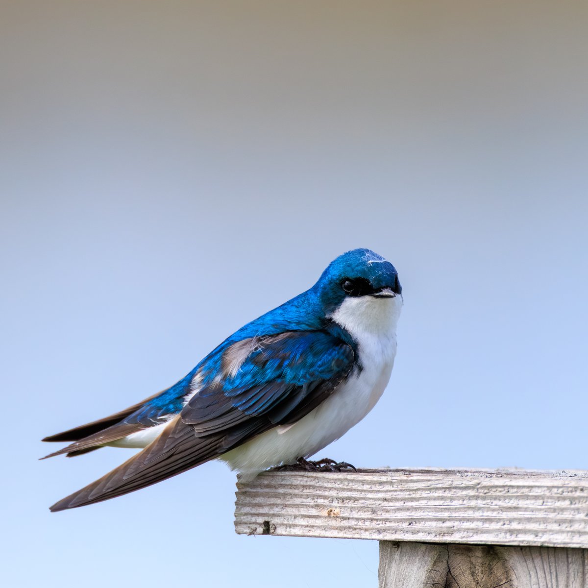 Tree Swallow