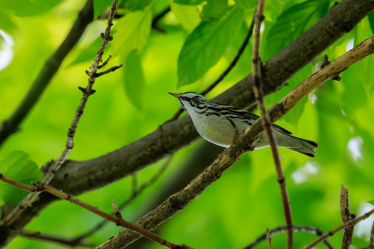 Blackpoll Warbler