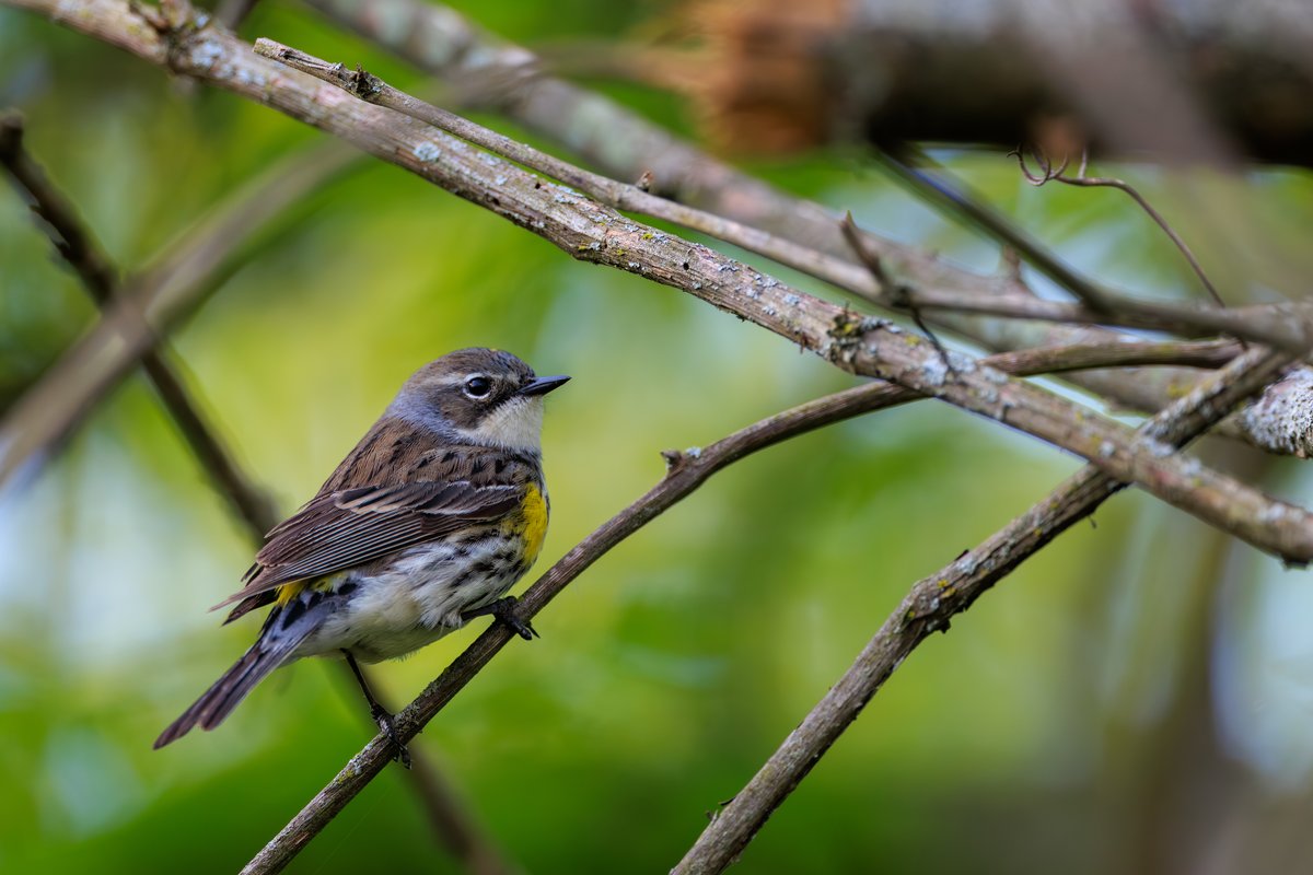 Yellow-rumped Warbler
