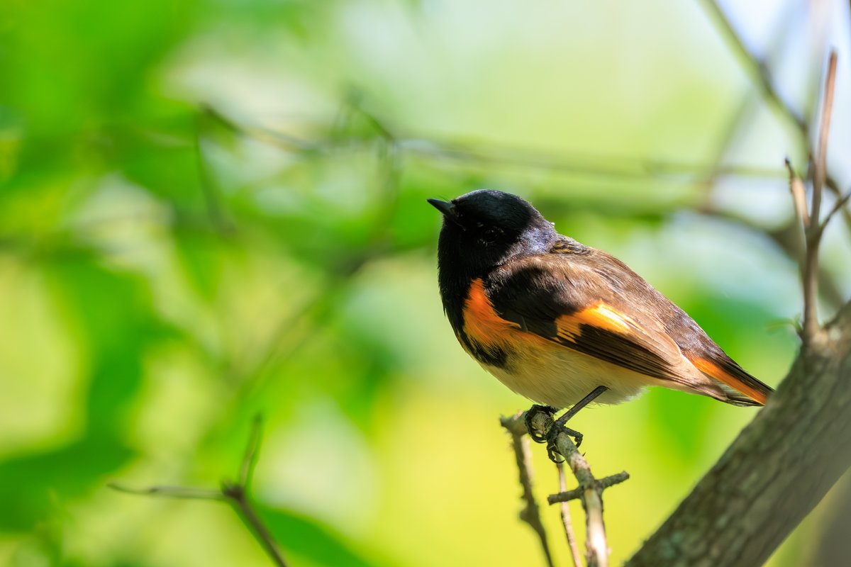 American Redstart