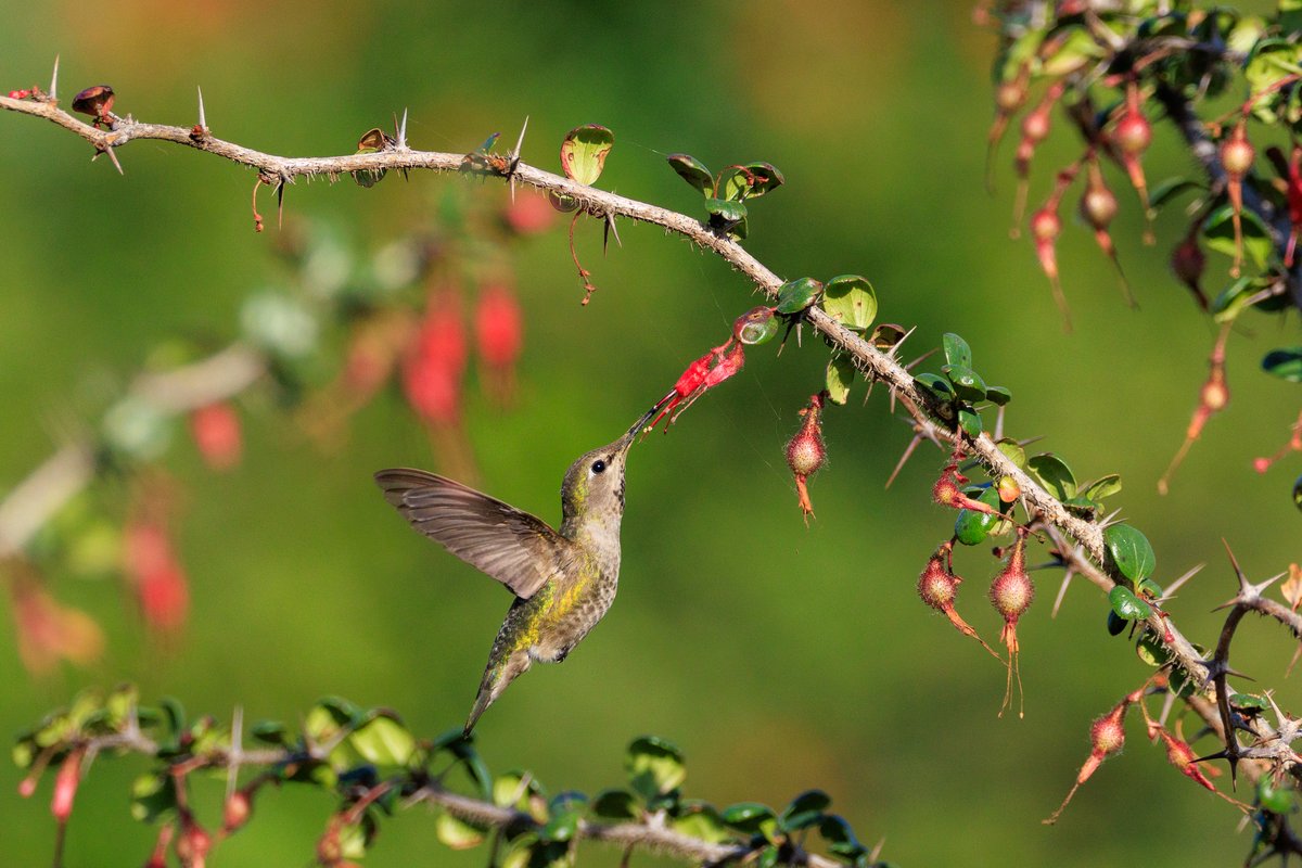 Anna's Hummingbird