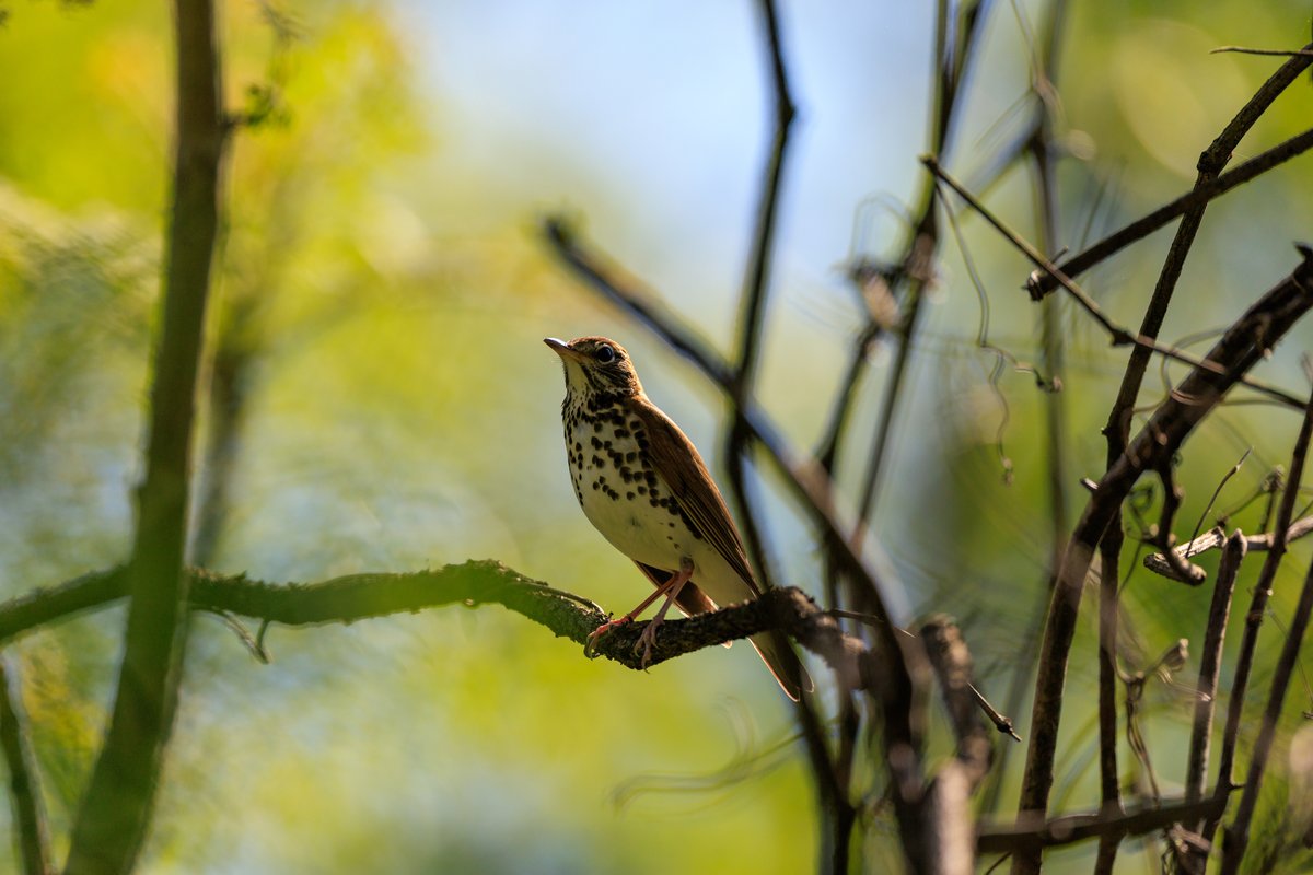 Wood Thrush