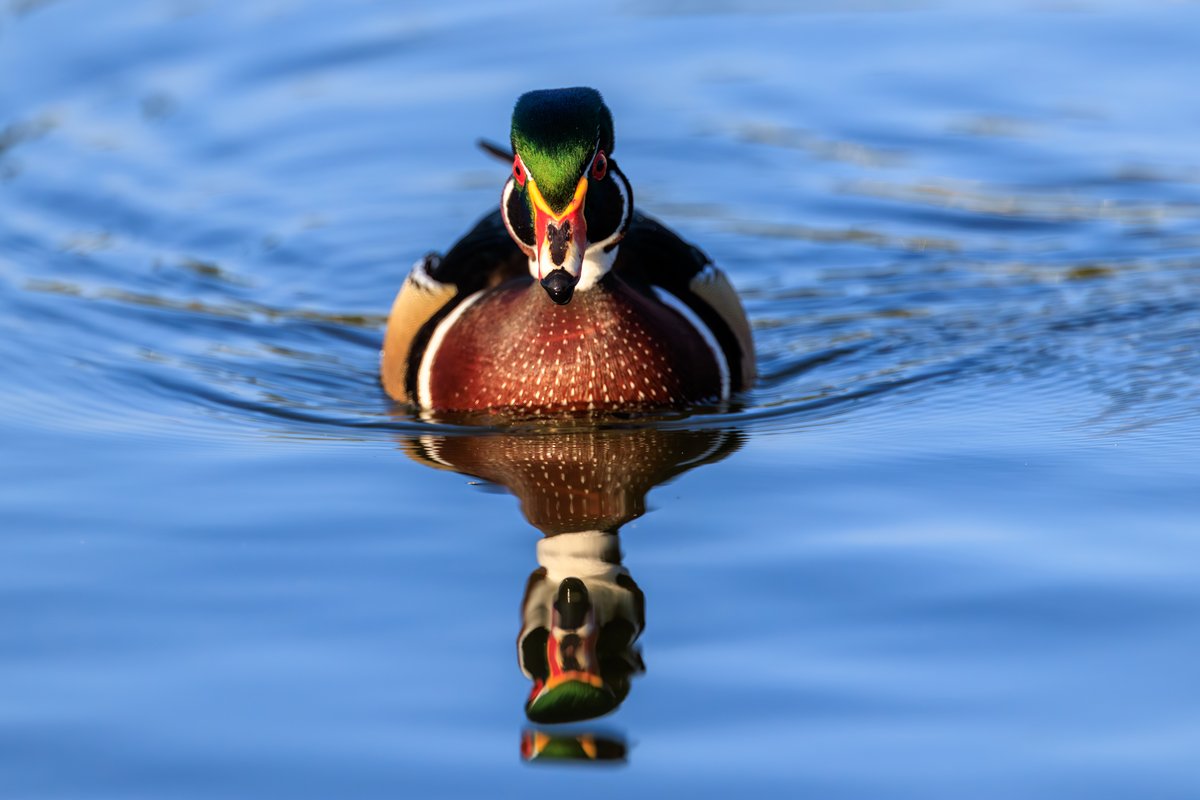 Wood Duck