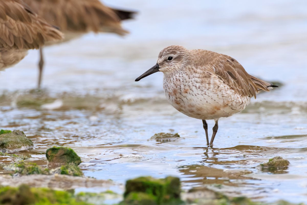 Red Knot