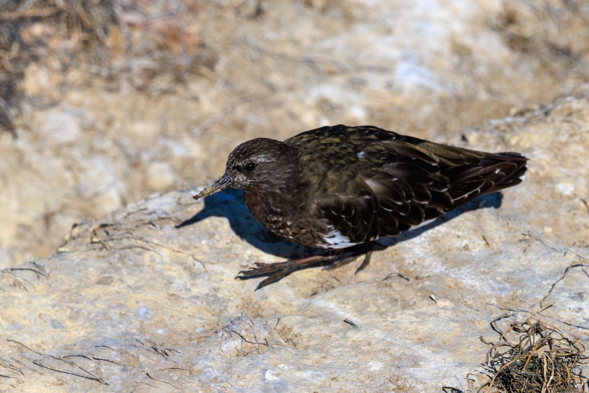Black Turnstone