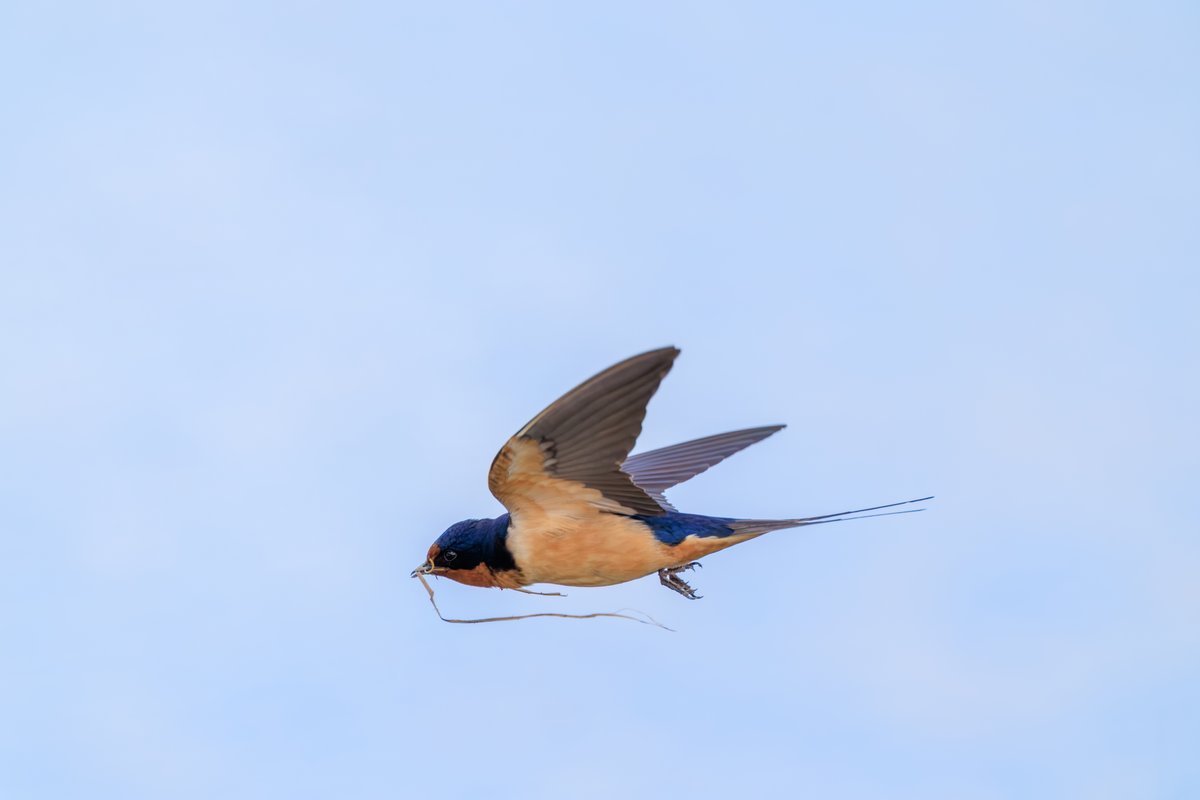 Barn Swallow