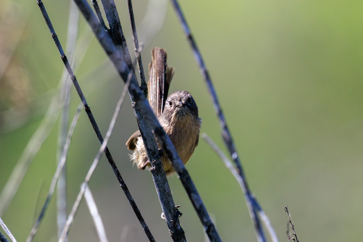 Wrentit