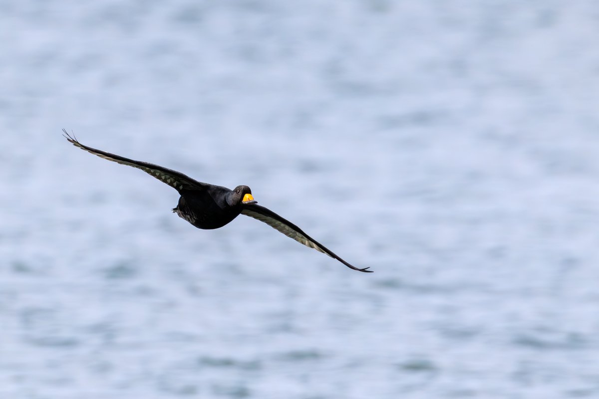 Black Scoter