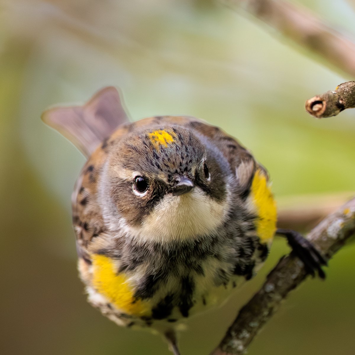 Yellow-rumped Warbler