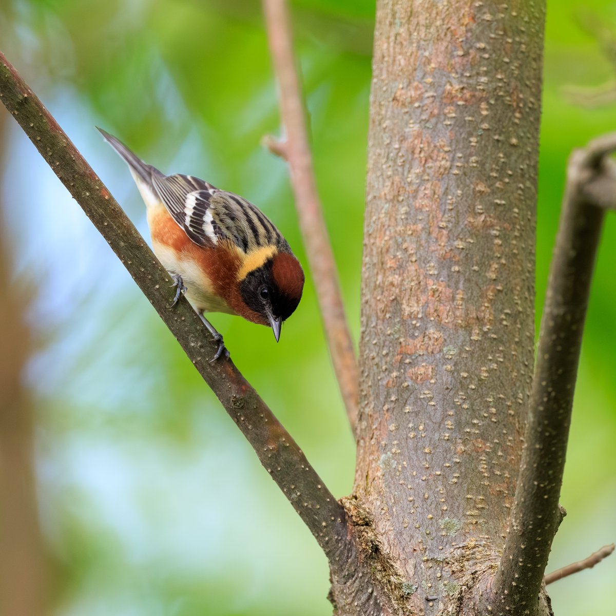 Bay-breasted Warbler