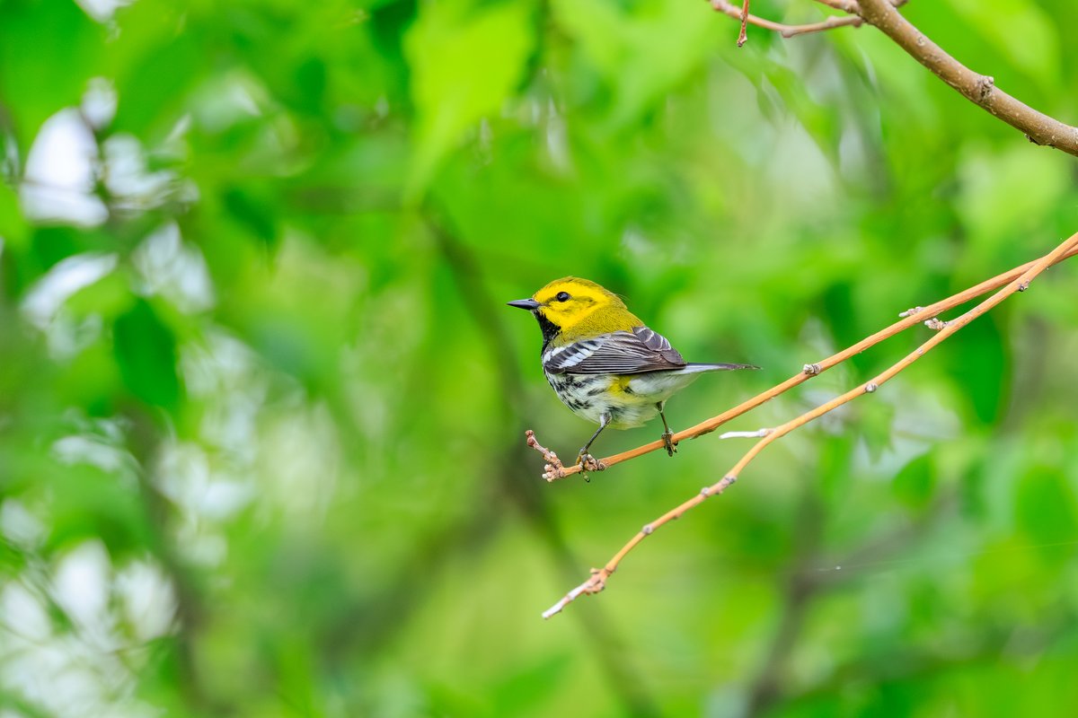 Black-throated Green Warbler