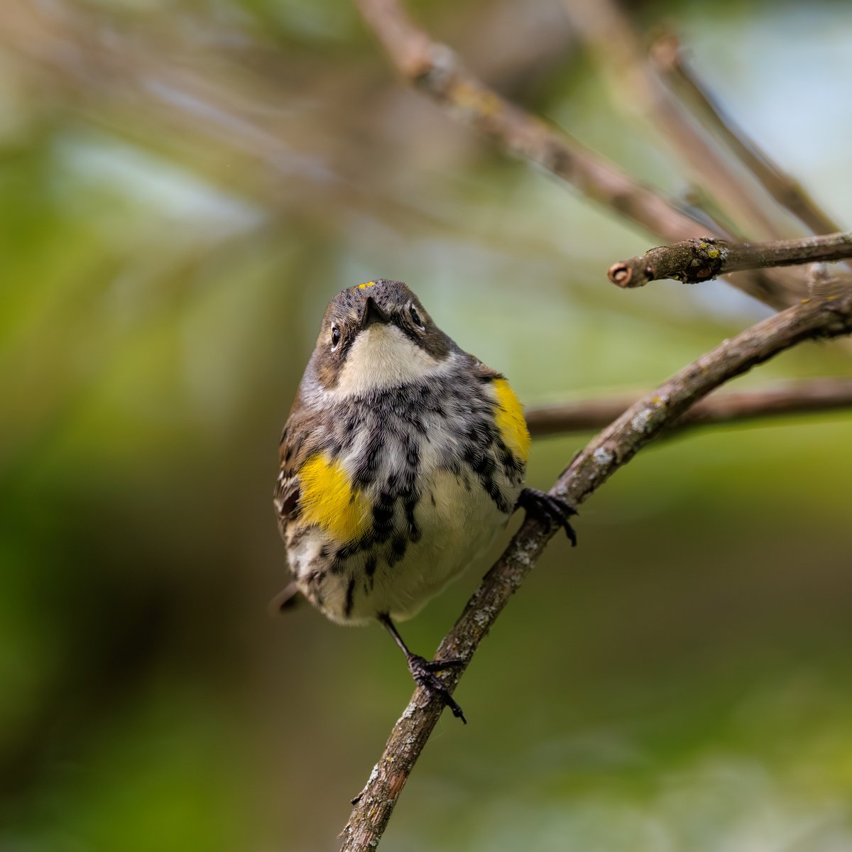 Yellow-rumped Warbler