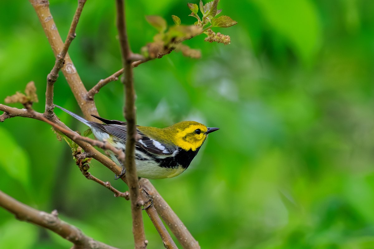 Black-throated Green Warbler